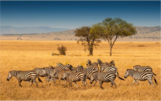 South Africa